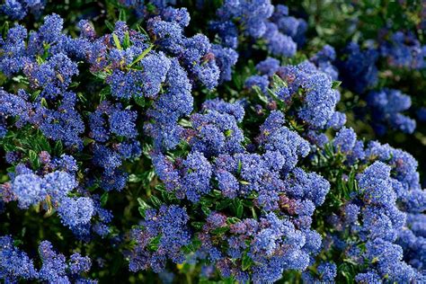 plant cyanosis|best time to plant ceanothus.